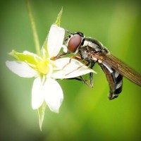 /album/vradij-lyubov-ivanivna/photolia-a02-jpg/