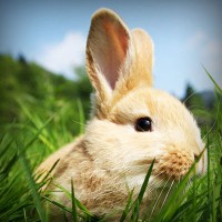 /album/vradij-lyubov-ivanivna/photolia-a03-jpg/